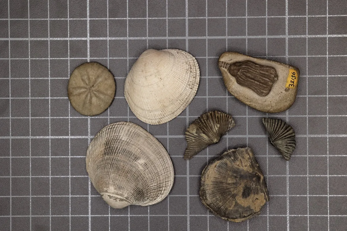 Permiyen-Triyas kütle yok oluşunda yok olan Paleozoik fauna (brakiyopod fosilleri) ile hayatta kalan modern fauna (kum doları ve midye kabukları) karşılaştırmalı olarak bir arada gösteriliyor