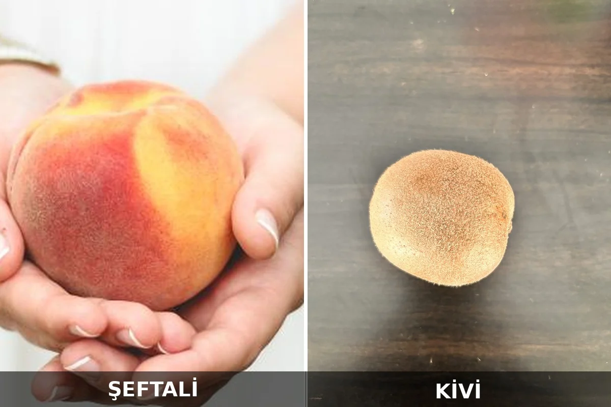 Şeftali ve kivi yan yana karşılaştırma fotoğrafı; şeftalinin yumuşak tüylü yüzeyi ile kivinin daha sert ve yoğun tüylü kabuğu arasındaki fark görülüyor.