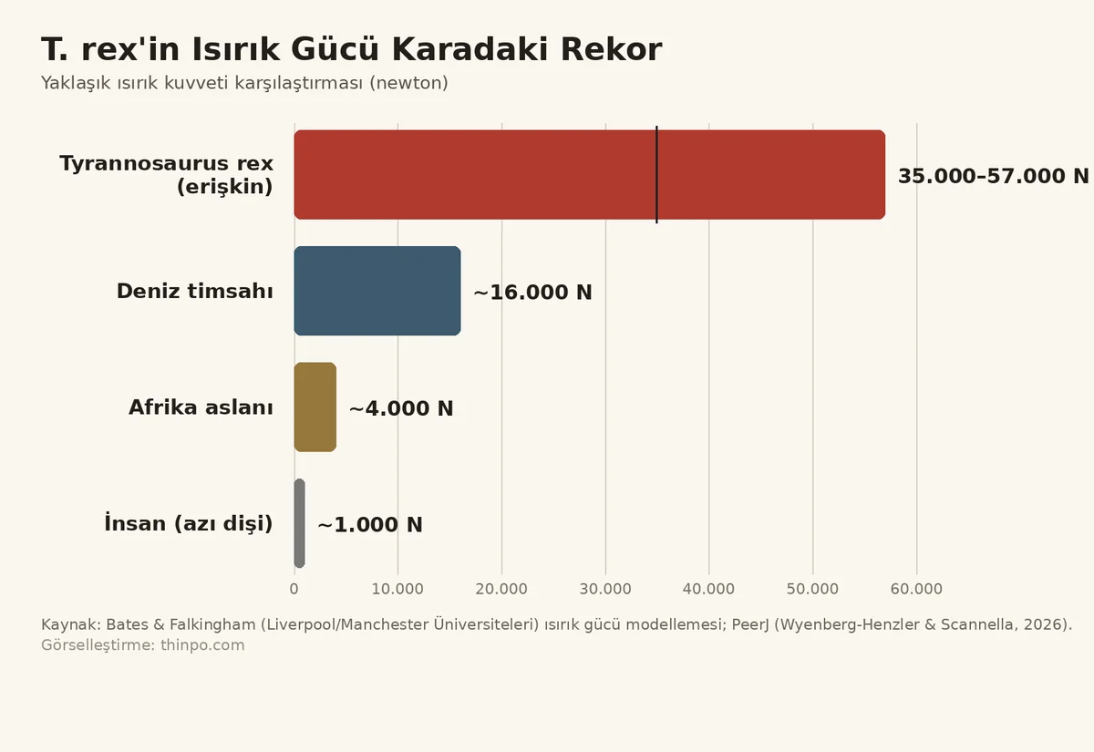 T. rex ısırık gücünü deniz timsahı, Afrika aslanı ve insanla karşılaştıran infografik; erişkin T. rex 35.000-57.000 newton ile en yüksek değere sahip