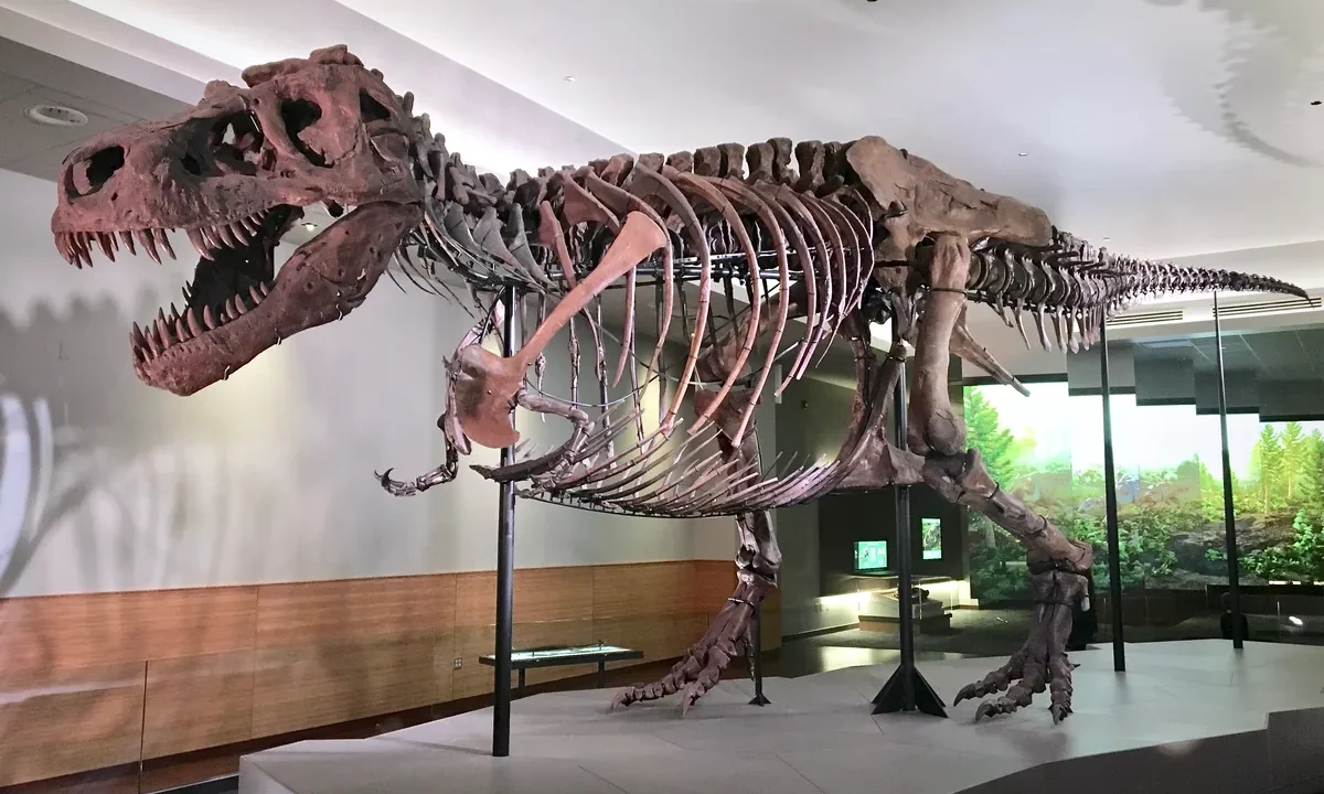 Field Museum'daki dev Tyrannosaurus rex iskeleti Sue, T. rex kaç yılda tam boyutuna ulaşır sorusunun cevabını gösteren devasa gövdesiyle sergileniyor