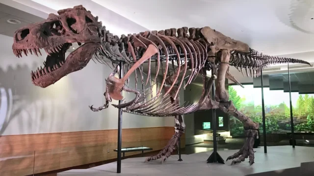 T. rex Kaç Yılda Tam Boyutuna Ulaşır?