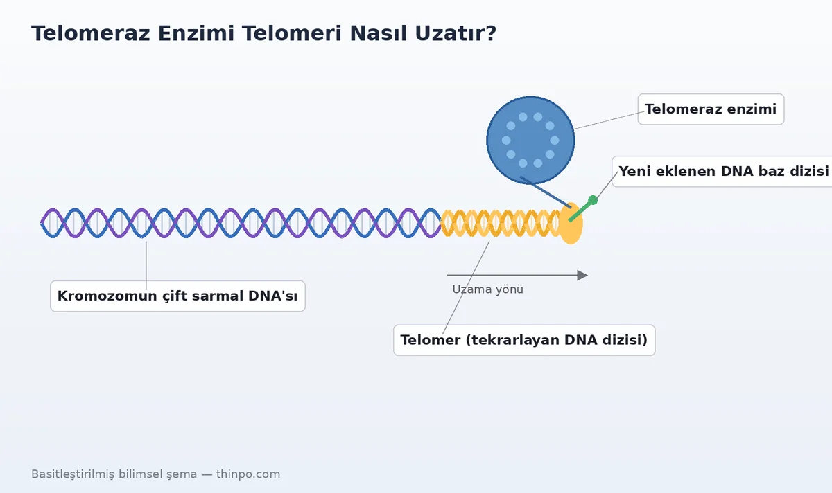 Telomeraz enziminin kromozom ucundaki telomere yeni DNA baz dizisi ekleyerek onu uzatmasını gösteren bilimsel şema
