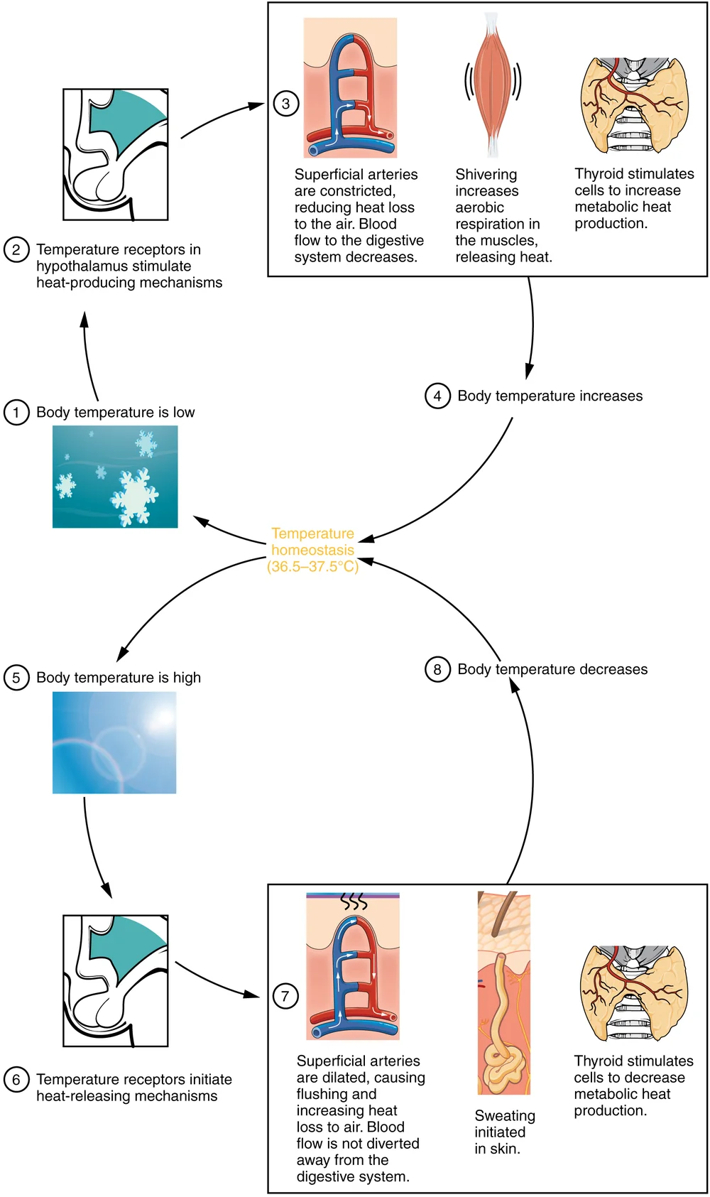 Vücudun terlemeyle serinleme mekanizmasını gösteren termoregülasyon geri bildirim döngüsü infografiği