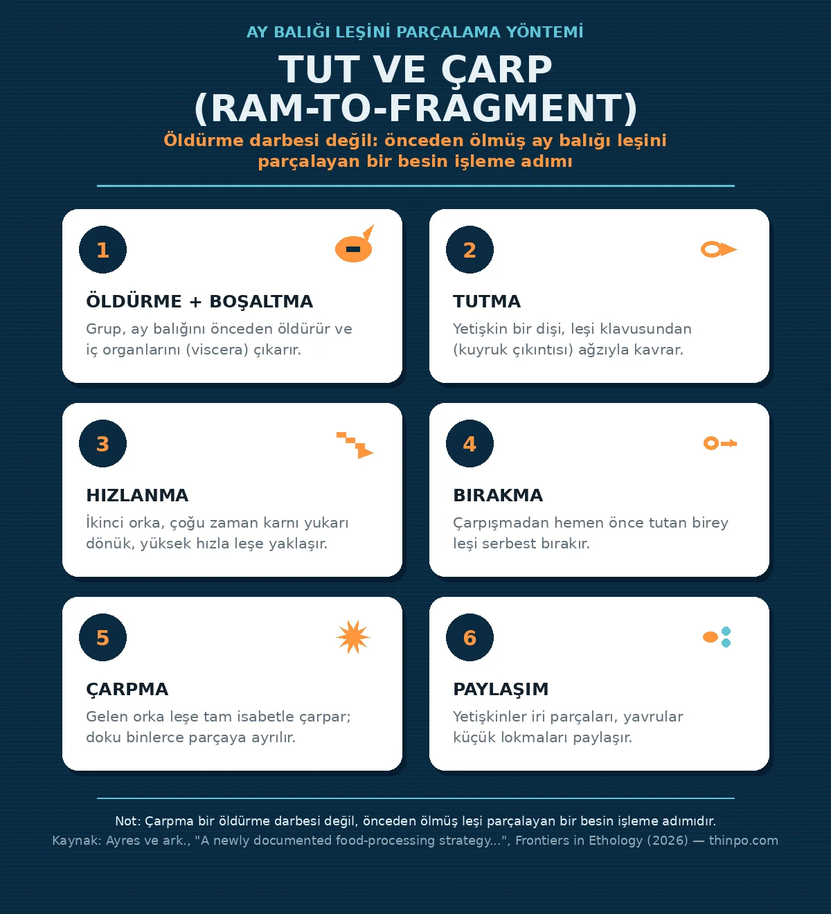Tut ve çarp tekniğinin 6 adımını gösteren infografik: öldürme ve boşaltma, tutma, hızlanma, bırakma, çarpma, paylaşım — orkaların ay balığı leşini parçalama yöntemi