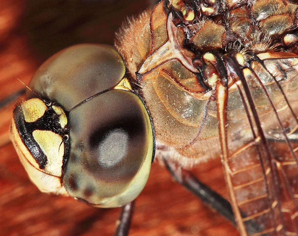 Binlerce ommatidyumdan oluşan bir yusufçuğun bileşik gözünün yakın çekim makro fotoğrafı