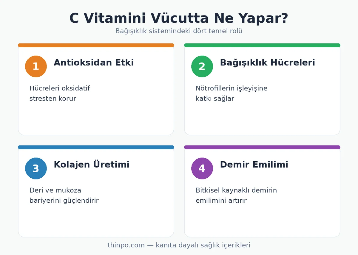 C vitamininin vücutta antioksidan etki, bağışıklık hücreleri, kolajen üretimi ve demir emilimi üzerindeki dört temel rolünü gösteren infografik