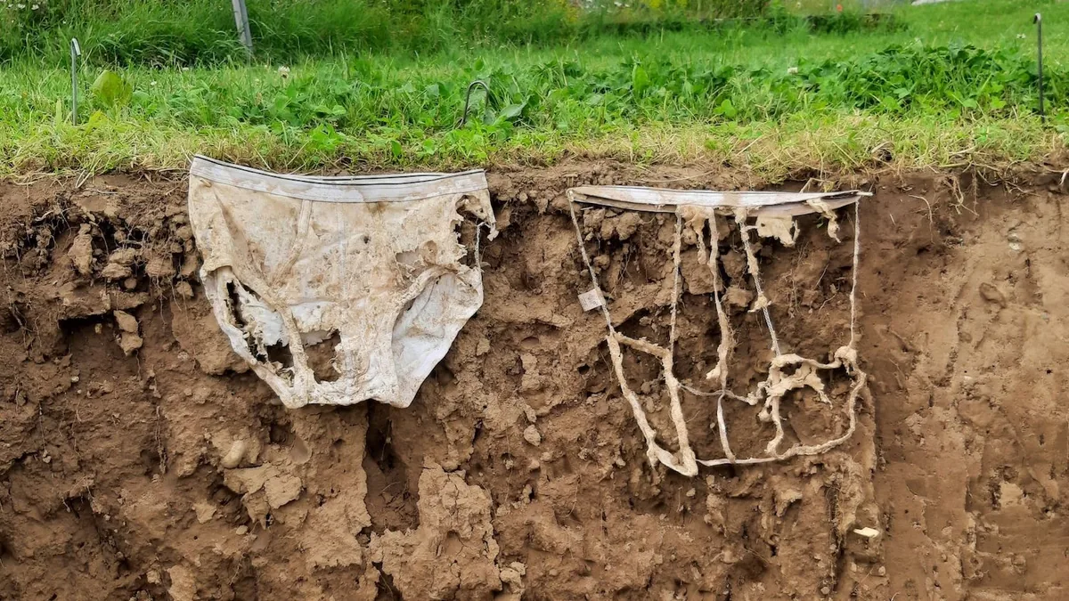 Toprak profili kesitinde 60 gün sonra çıkarılan iki pamuklu iç çamaşırı: biri az çürümüş sağlam kumaş, diğeri neredeyse tamamen dağılmış lif yumağı