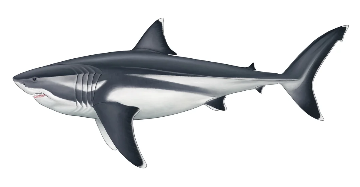 Megalodonun (Otodus megalodon) bilimsel gövde oranlarına dayanan, ince ve hidrodinamik yapılı canlandırması